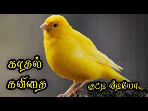 🌹💜-love-quotes-in-tamil-kathal-kavithai-tamil-whatsapp-video}-#040🌹💜❤💕