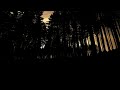 free,trees, forest, clouds, sunset HD