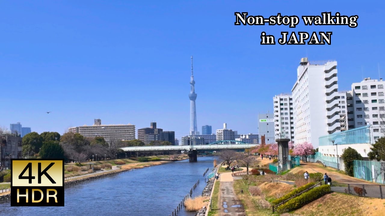 Tokyo] Cherry blossoms and chirping birds. Walking along the Old