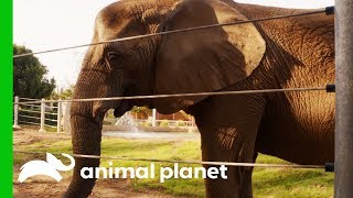 Elderly Elephant Gets Acupuncture Treatment For Arthritis | The Zoo: San Diego