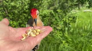 Hand-feeding Birds in Slow Mo - White-breasted Nuthatch, Red-bellied Woodpecker