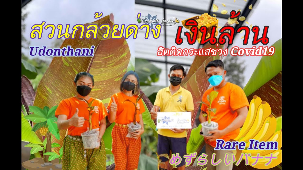 สวนกล้วยด่างเงินล้าน (めずらしいバナナ) - เลาะอุดร