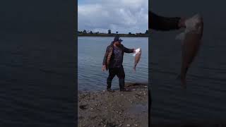 BIG Snapper in the Shallows | Manukau Rock Fishing Pt 2 of 2. #shorts