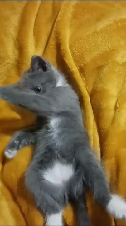 хештек милый Котëнок @#@@#@@@@#@ - YouTube