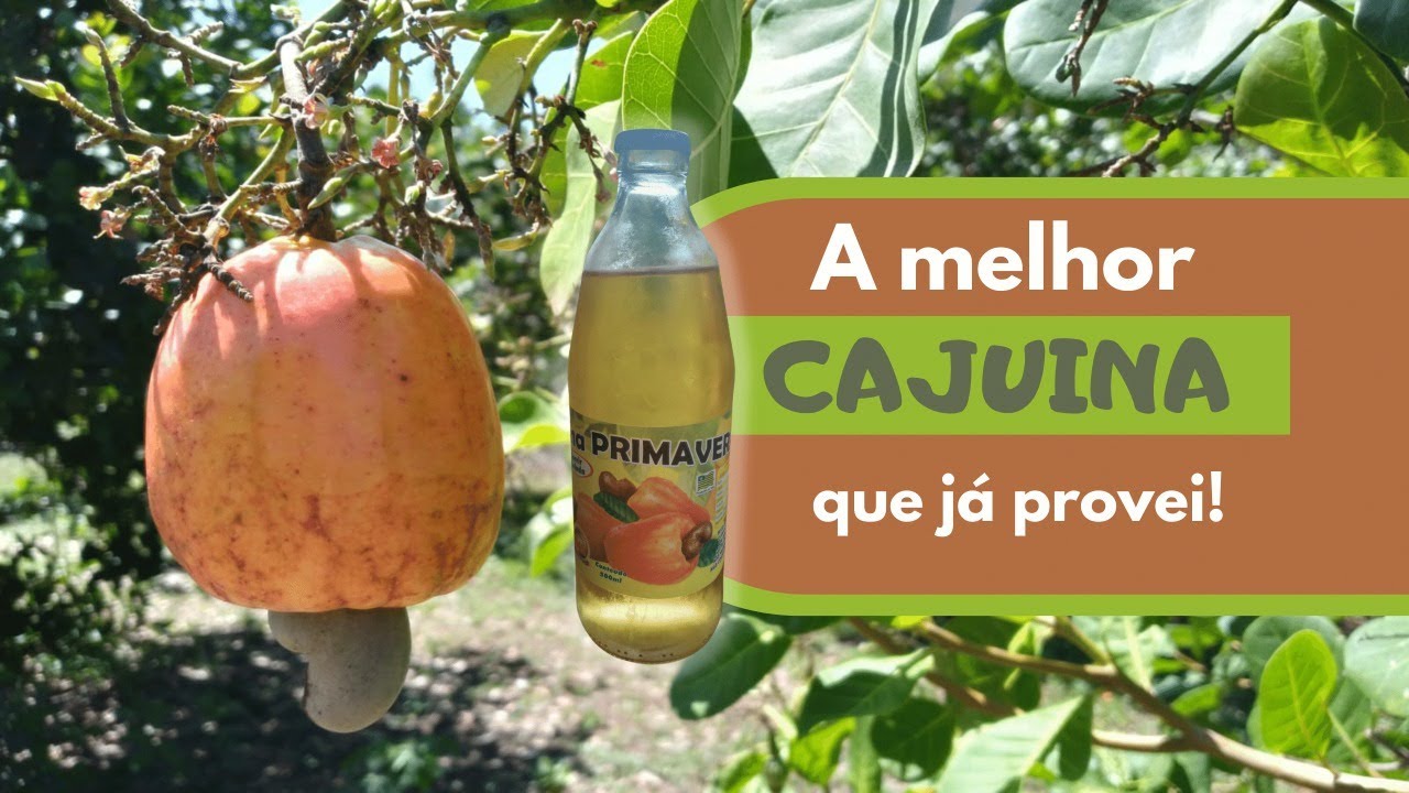 Como Fazer a Verdadeira Cajuína do Piauí