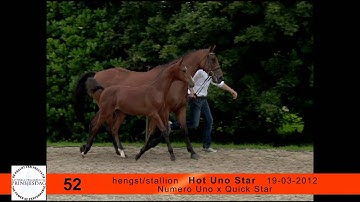 52. Hot Uno Star (Numero Uno x Quick Star)