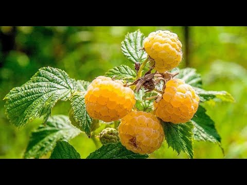 Video: Variedades De Híbridos De Frambuesa-mora - Lucretia, Izobilnaya, Cumberland Y Otras - 2