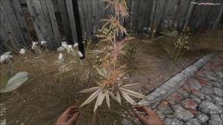 Let's Play Pathologic: The Changeling Day 2