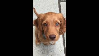 Puppy to Pupster! A Sprocker Spaniel's 1st Year