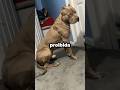 PROIBIDO ter PIT BULL em Minas Gerais? #curiosidades #shorts