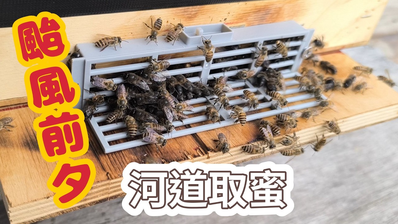 巴威颱風前夕,去河道收一窩相思樹蜂蜜-跟著阿浦開箱真實的野蜜吧 縮圖