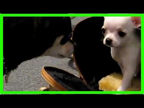 Video: Chihuahua Welpen Erster Tag Im Neuen Zuhause