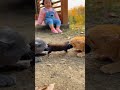 Two Cats Pull a Weasel from Both Sides – Little Girl Watches the Wild Battle!