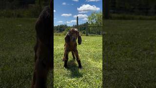 The cat is bigger than her babygoat floridafarm goatkid nubiangoat