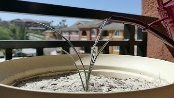 Growing Joshua Trees from Seeds, Days 234-352