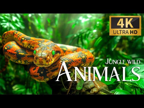 Jungle Wild Animals Discovery Relaxation Film with Soothing Relaxing Piano Music