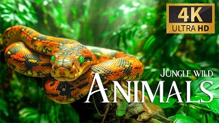 Jungle Wild Animals 4K 🐾 Discovery Relaxation Успокаивающая Расслабляющая Фортепианная Музыка