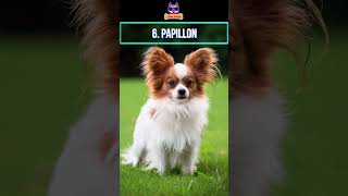 Top 10 Smallest Dog Breeds in the World #shorts #viral #dog #smallest #small #puppies #dogbreeds