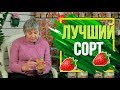 Как правильно выбрать сорт земляники 🍓 Лучшие Сорта Земляники