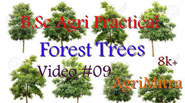 Forest trees and Fruit trees (ಅರಣ್ಯ ಮತ್ತು ಹಣ್ಣಿನ ಗಿಡಗಳು) BSc agri practical exam guide