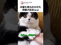 「絶対渡さない！」我が子を死守する母猫ｗｗのサムネイル