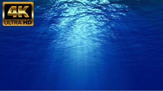 Underwater Ocean Background | 1H Loop 4K