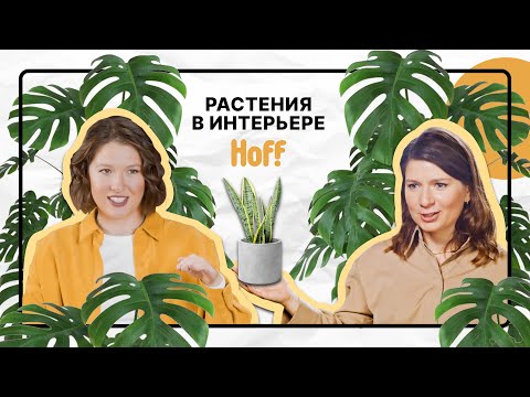 Видео: Что такое растение-блюдце: руководство по уходу за растением-блюдечком