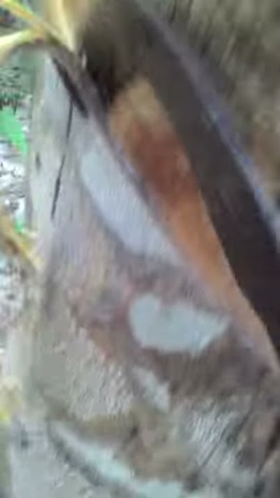 Penyadapan pohon karet
