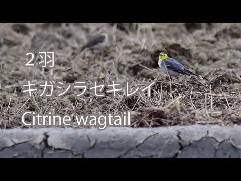 【２羽】キガシラセキレイ Citrine wagtail