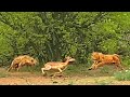 Leopard & Hyena Fight Over Impala While it Tries to Run Away