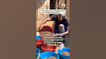 Random Act of Kindness Feeds 53 Rescue Dogs! 🥹