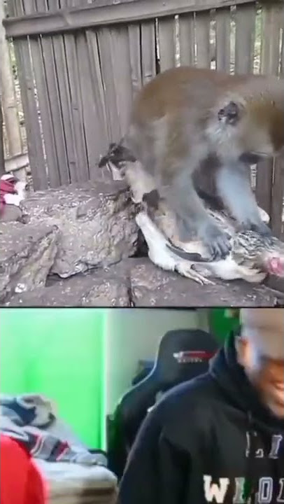 monyet vs ayam