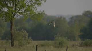 Short-eared owl - Sumpfohreule fliegt übers Brutgebiet
