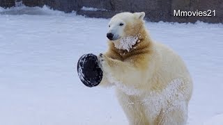 投げて滑ってポロロ~Polar Bear 