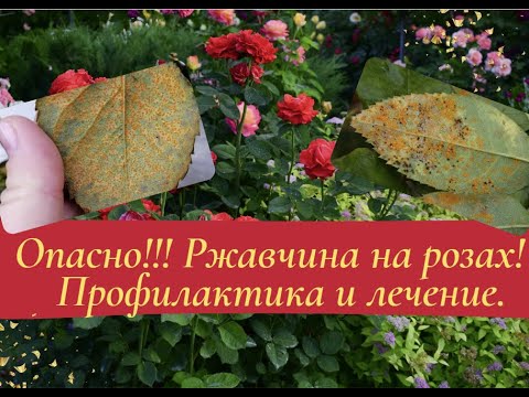 Опасно!!! Ржавчина роз! Секреты профилактики и лечения.
