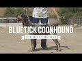 ALL ABOUT BLUETICK COONHOUND