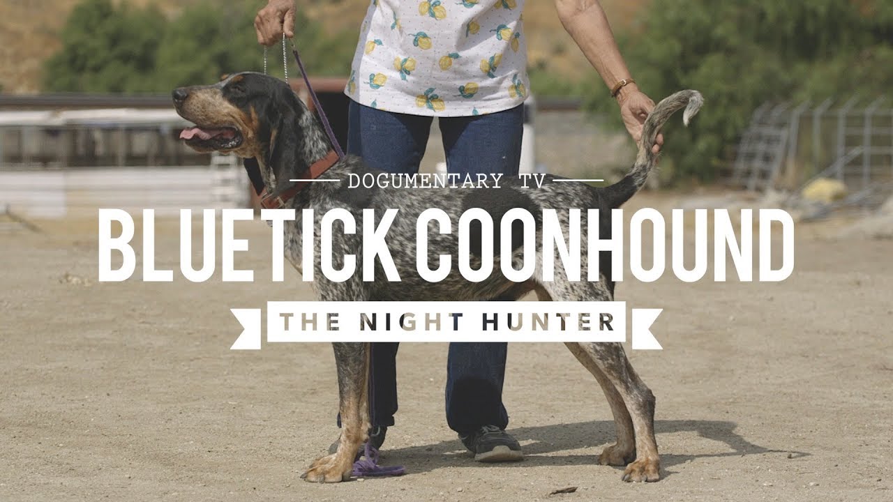 All About Bluetick Coonhound