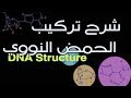 الحمض النووى - التركيب و الخصائص - DNA structure