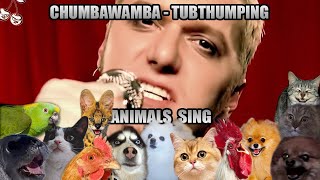 Chumbawamba  Tubthumping (Animal Cover)