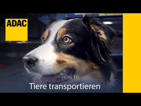 Video: Wie Können Tiere Transportiert Werden
