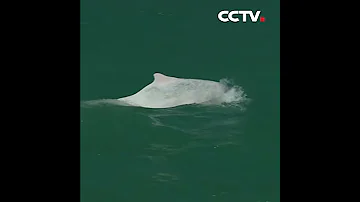 Китайские белые дельфины резвятся в море | CCTV Русский