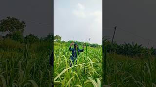 jab salal wala gana karai ke #song #dance #bhojpuri #bihari support kijiye please