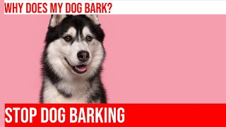 Stop Your Dog's Excessive Barking at the Dog Park