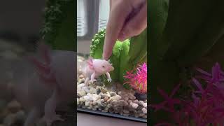 Аксолотль Лилу #амфибия #аксолотль #питомец