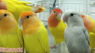 Spain Opline Orange Love bird singing #spain#birds #lovebirds #opline #orange #parrot