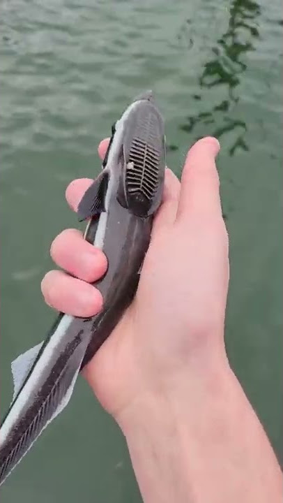 A Pelican Ate My Remora!!
