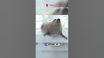 twitch.tv/butcher_fps #csgo #fpsgames #csgoclips #cs2 #cs2clips  #csgomemes #csgofunny