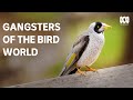 Noisy miners: when good birds go bad | Catalyst