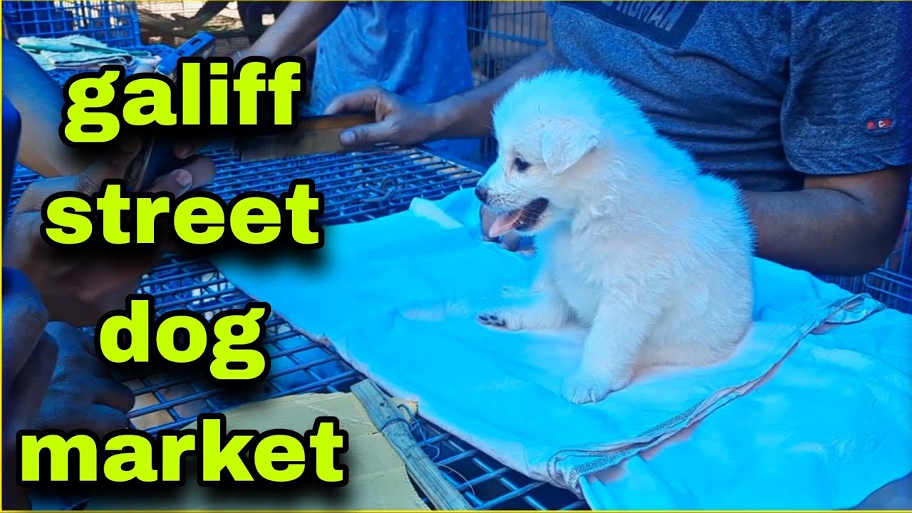 Galiff Street Pet Market Kolkata dog market in kolkata Dog Price