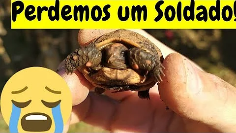 Como saber se a tartaruga está mesmo morta?